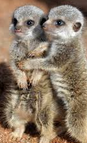 foto-2-baby-kolumne